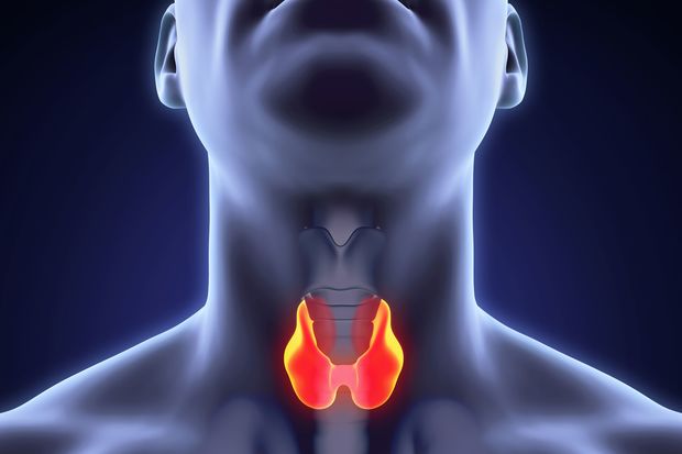 Какова функция щитовидной железы?